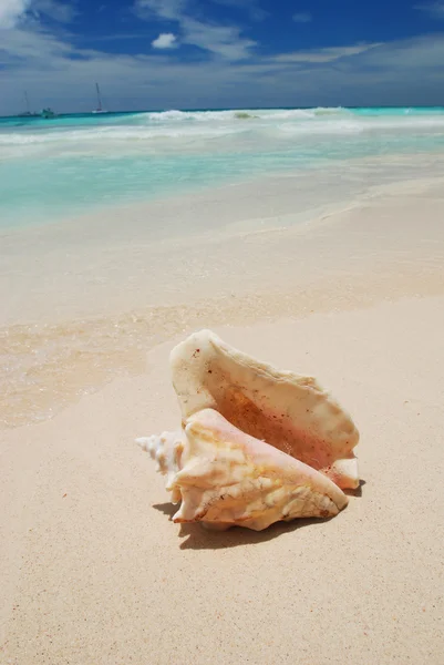 Shell in the Caribbean — Stockfoto