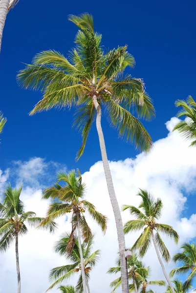 Palmen gegen den Himmel — Stockfoto