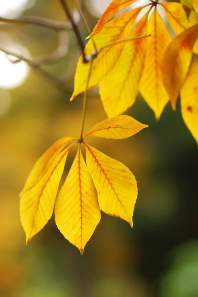 Осіннє листя фону — стокове фото