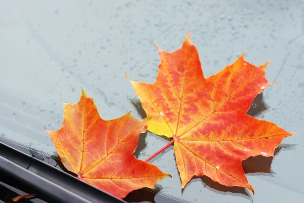 Outono folha de bordo — Fotografia de Stock