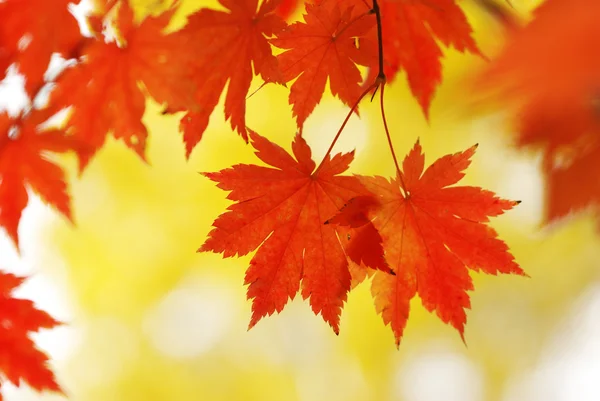 Herbstliche Ahornblätter — Stockfoto