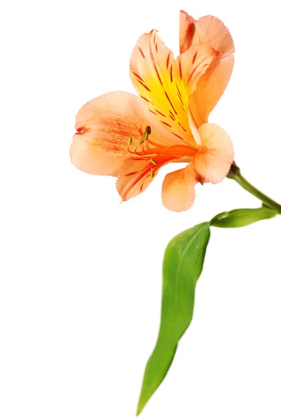 Alstremeria kwiat — Zdjęcie stockowe