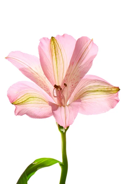 Alstremeria kwiat — Zdjęcie stockowe