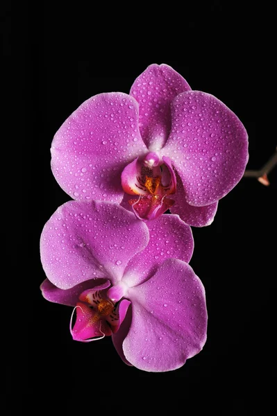 Orchidée rose — Photo