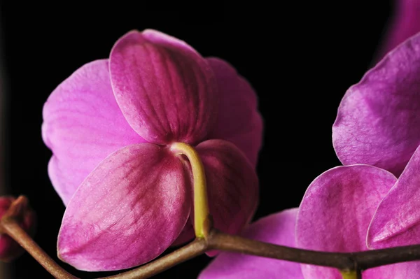 Orquídea rosa — Foto de Stock