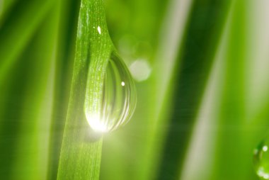 Fresh grass with dew drops clipart