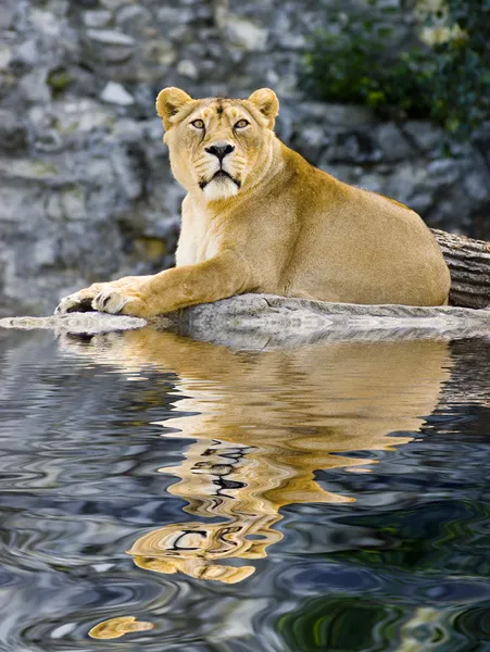stock image Female lion