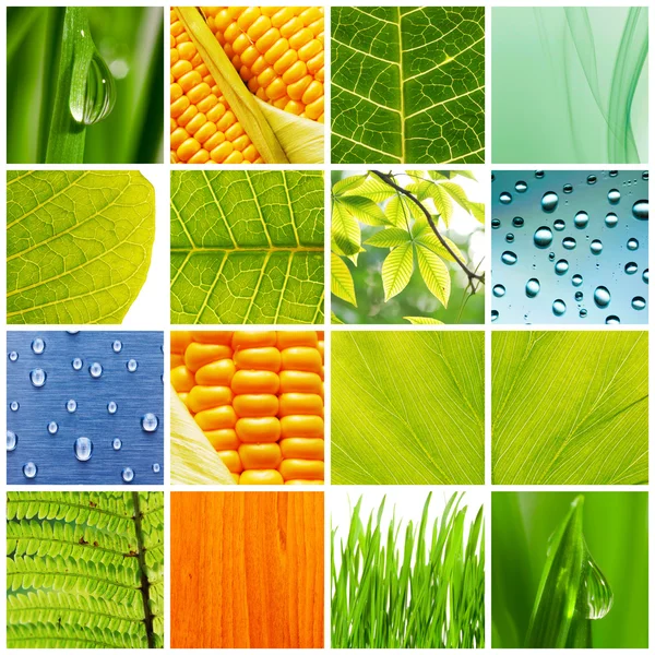 Collage de naturaleza — Foto de Stock