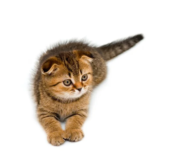 작은 쾌활 한 고양이 — 스톡 사진