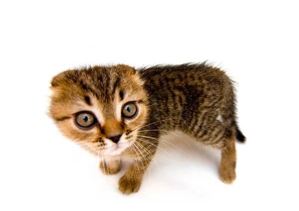 Pequeno gatinho brincalhão — Fotografia de Stock
