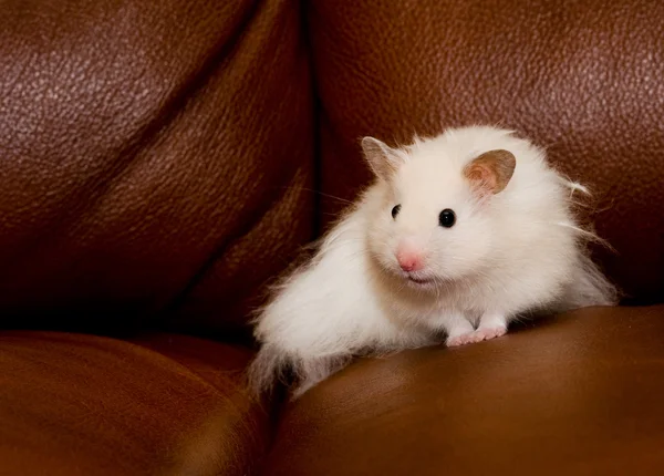 Hamster blanc timide — Photo