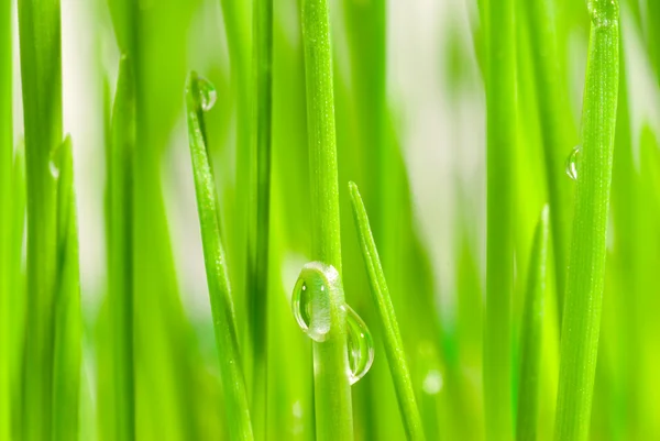 Färskt gräs med daggdroppar — Stockfoto
