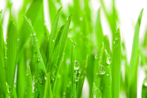 Färskt gräs med daggdroppar — Stockfoto