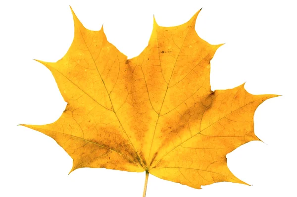 Осенний кленовый лист, изолированный на белой спине — стоковое фото