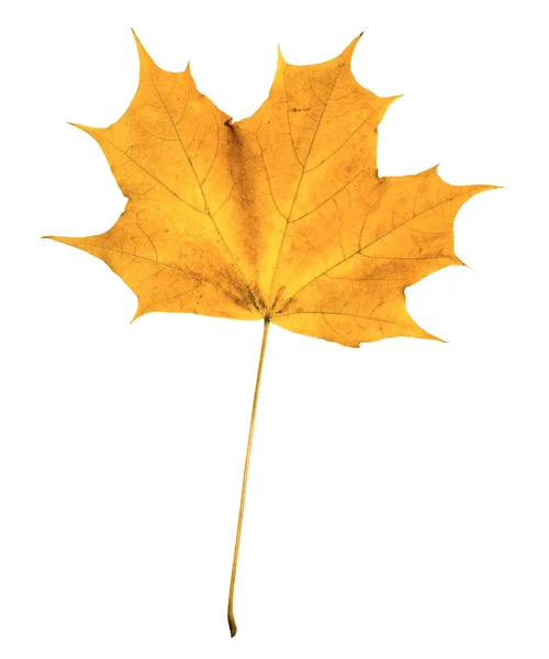 Jesień klon liść na białym tle na tył biały — Zdjęcie stockowe