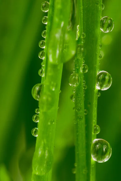 Свіжа трава з краплями роси — стокове фото