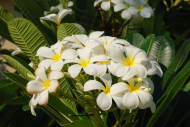 Plumeria