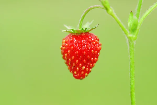 Wild strawberry — Stock Photo, Image