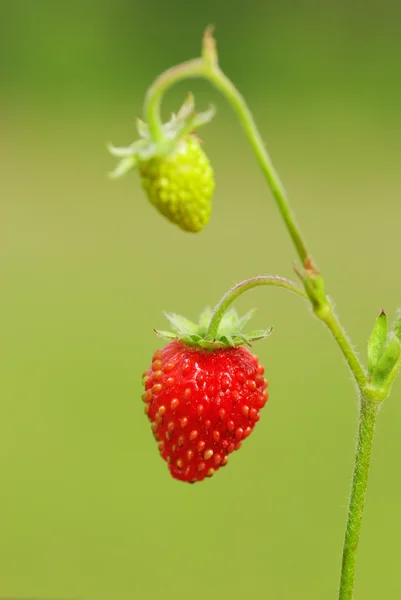 Άγριες φράουλες — Φωτογραφία Αρχείου