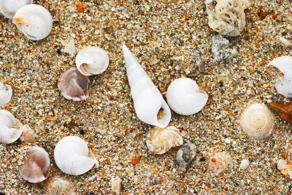 stock image Shells in beach sand