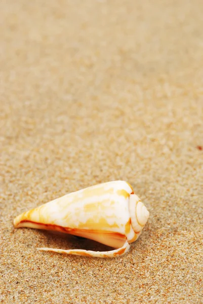 Shell on a beach — Stock Photo, Image