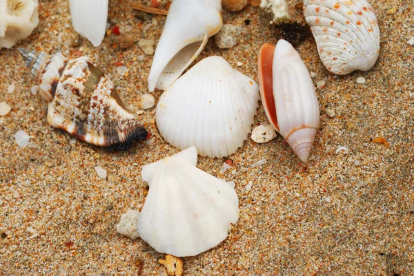 Skal i beach sand — Stockfoto