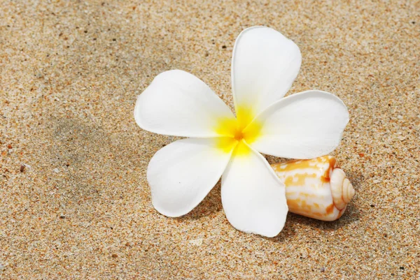 Shell & květina na pláži — Stock fotografie
