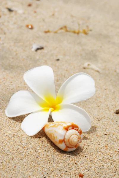 Раковина и цветок на пляже — стоковое фото