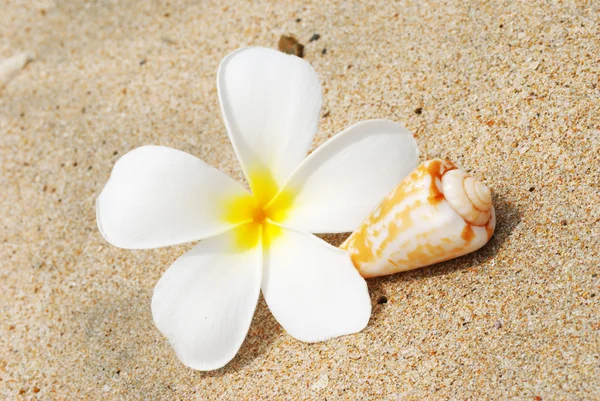 Kabuk ve çiçek bir plajda — Stok fotoğraf