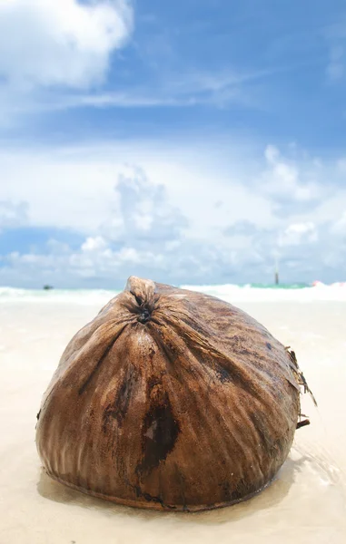Coco na praia — Fotografia de Stock