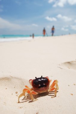 Crab on a beach clipart