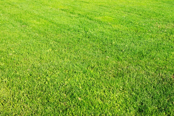 草の背景 — ストック写真