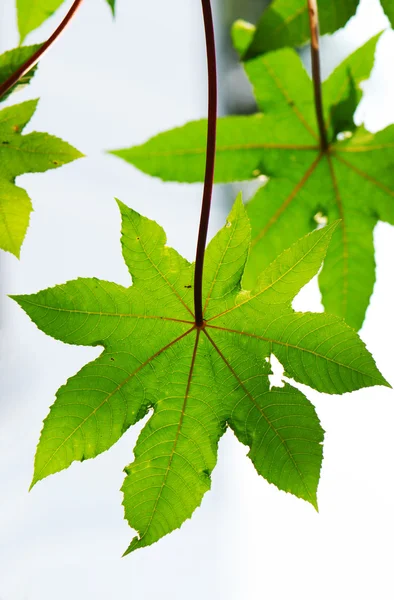 Vihreät lehdet tausta — kuvapankkivalokuva