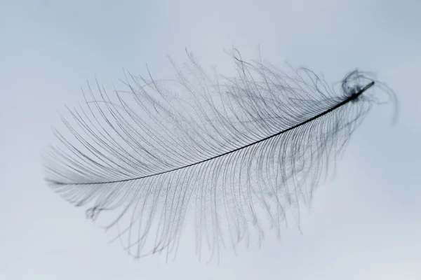 Feather silhouette — Stock Photo, Image