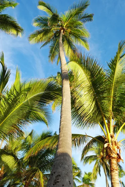 Palmen gegen den Himmel — Stockfoto