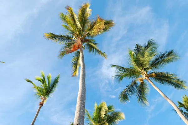 Palms against sky — Stock Photo, Image