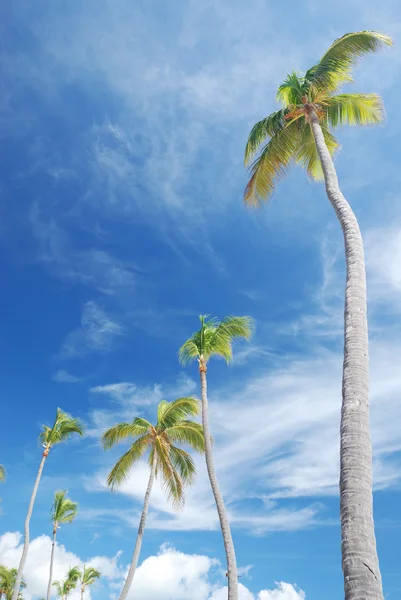 Palmen tegen de lucht — Stockfoto