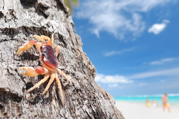 Krabba på palm — Stockfoto