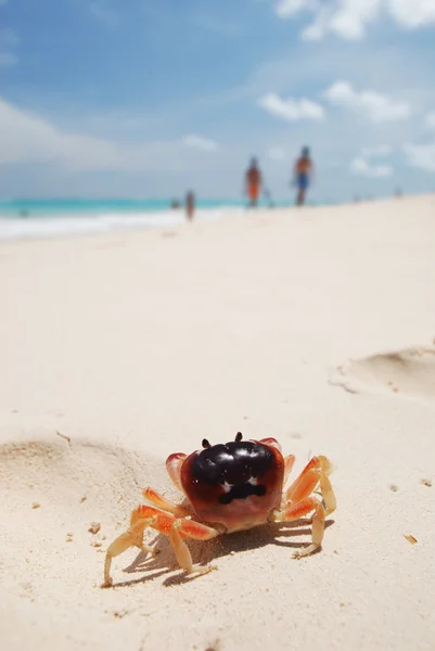 螃蟹的海滩上 — 图库照片