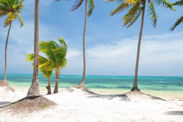 Карибский дикий пляж — стоковое фото