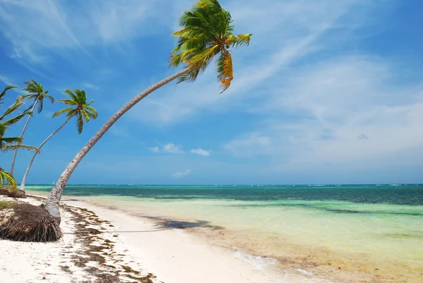 Karibiska wild beach — Stockfoto