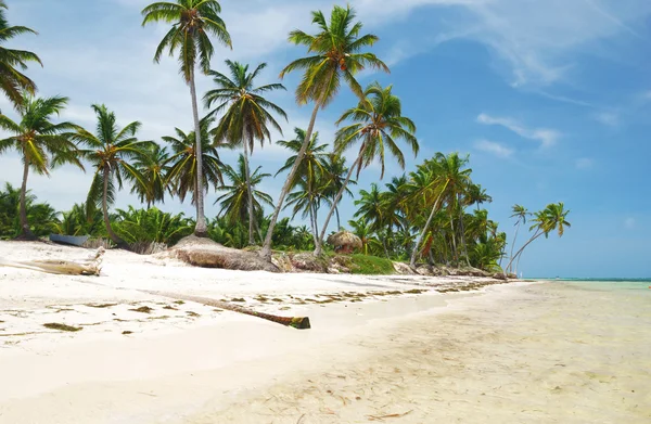 ชายหาดป่าแคริบเบียน — ภาพถ่ายสต็อก