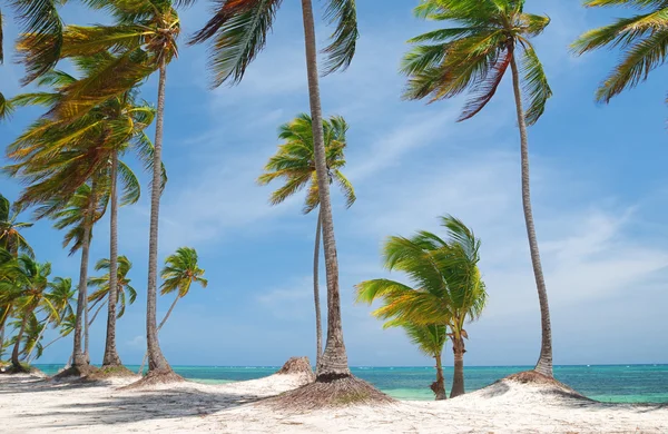 Caribe salvaje playa —  Fotos de Stock