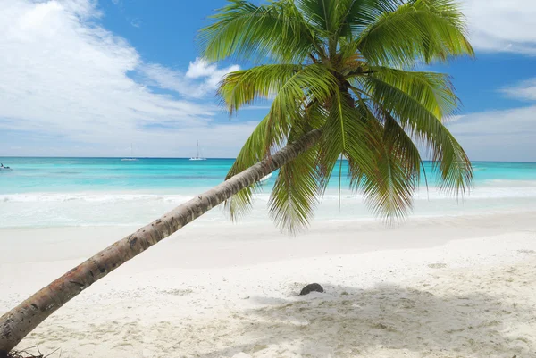 Karibiska stranden — Stockfoto