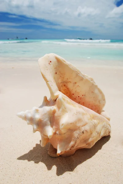 Shell в Карибском море — стоковое фото