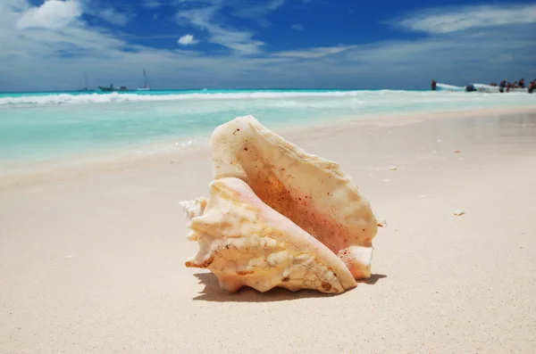Shell in the Caribbean — Stok fotoğraf