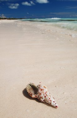 Shell in the Caribbean