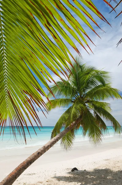 Karibská pláž — Stock fotografie