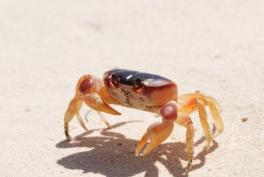 Crab on a beach clipart