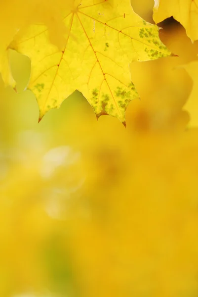 Осіннє листя фону — стокове фото